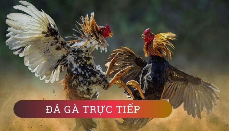 Trực Tiếp Đá Gà 4K - Đỉnh Cao Của Giải Trí Chọi Gà