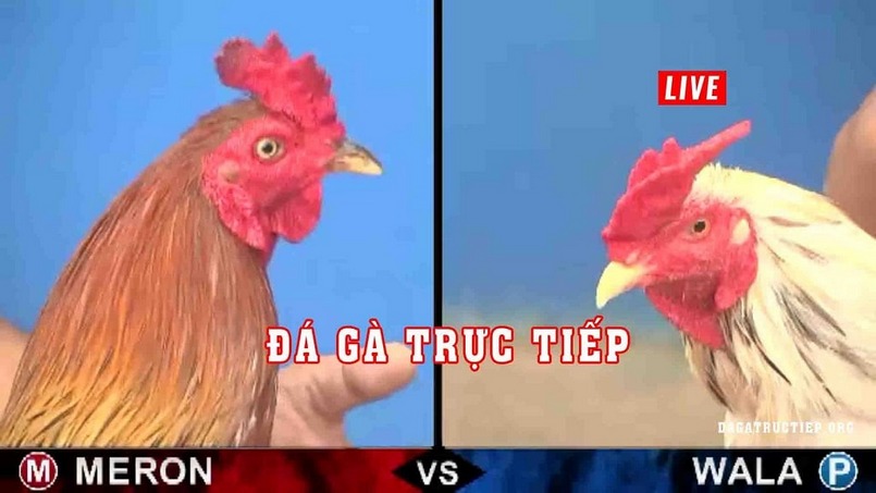 Trực Tiếp Đá Gà 4K - Đỉnh Cao Của Giải Trí Chọi Gà